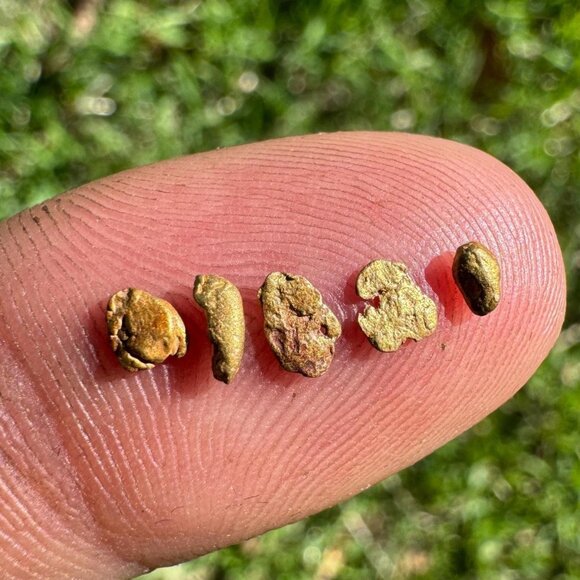 California Gold Nuggets in Display Case - 0.32 grams - Picture 1 of 7